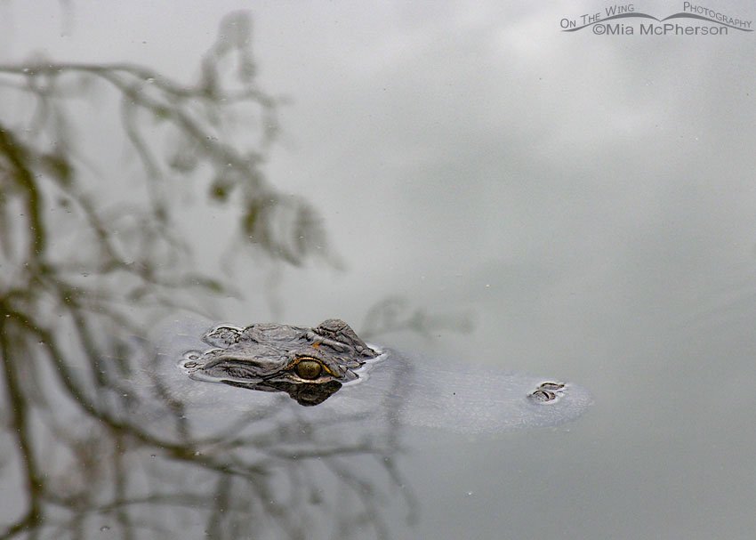 American Alligator eyes, Sawgrass Lake Park, Pinellas County, Florida