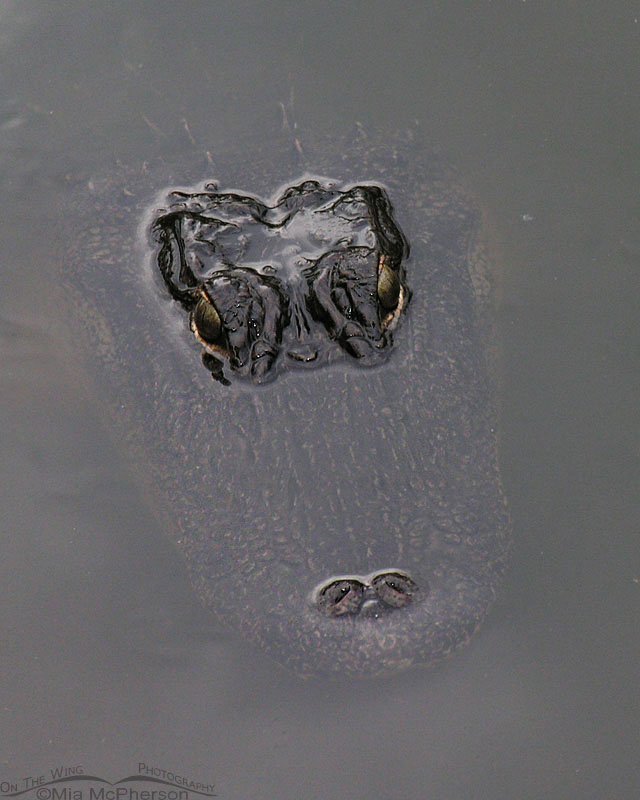 American Alligator portrait from above, Sawgrass Lake Park, Pinellas County, Florida