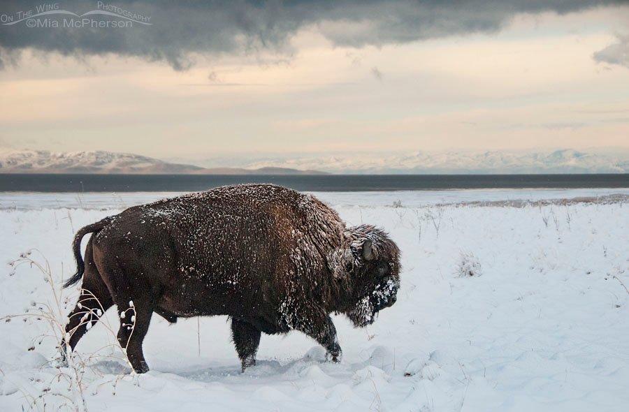 Snow-covered American Bison trudging through snow, Antelope Island State Park, Davis County, Utah