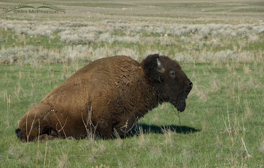 American Bison bull rubbing his belly on the grass, Antelope Island State Park, Davis County, Utah