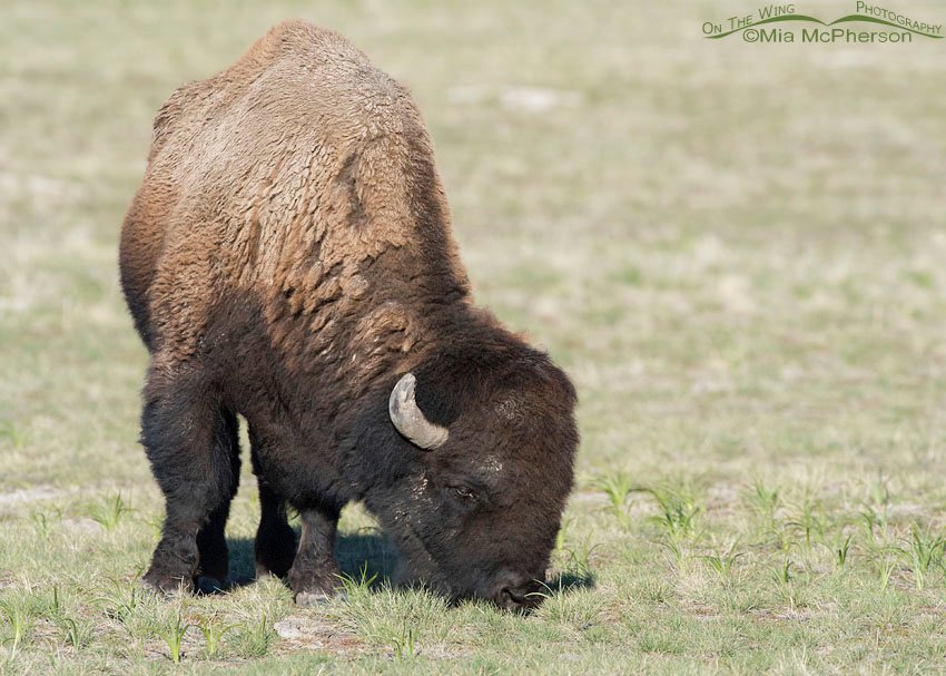 American Bison bull grazing on fresh grass on Antelope Island State Park, Davis County, Utah