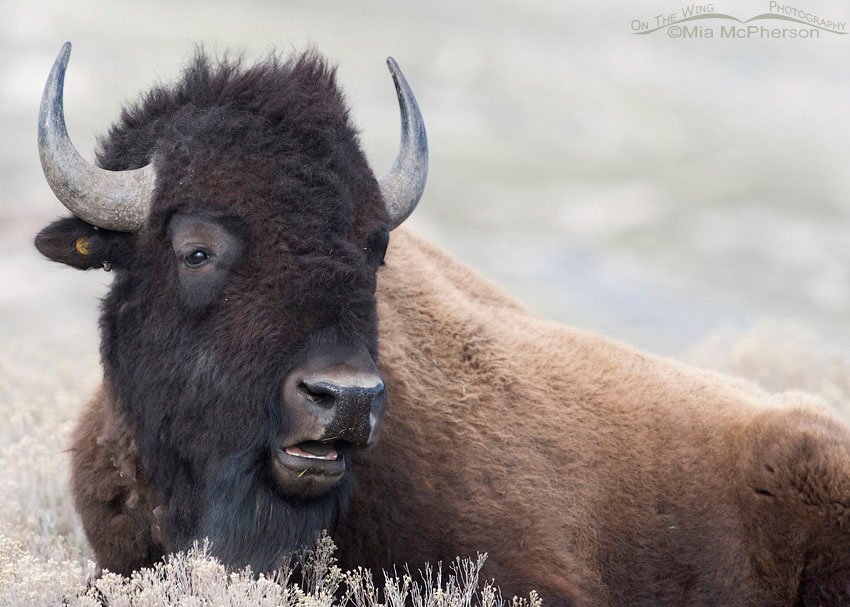 Resting American Bison bull close up at Antelope Island State Park, Davis County, Utah