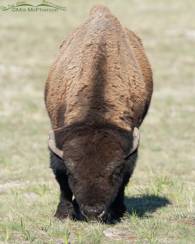 Springtime American Bison bull head on, grazing on Antelope Island State Park, Davis County, Utah