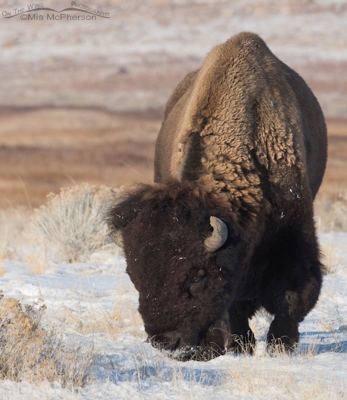 American Bison bull grazing through the snow, Antelope Island State Park, Davis County, Utah