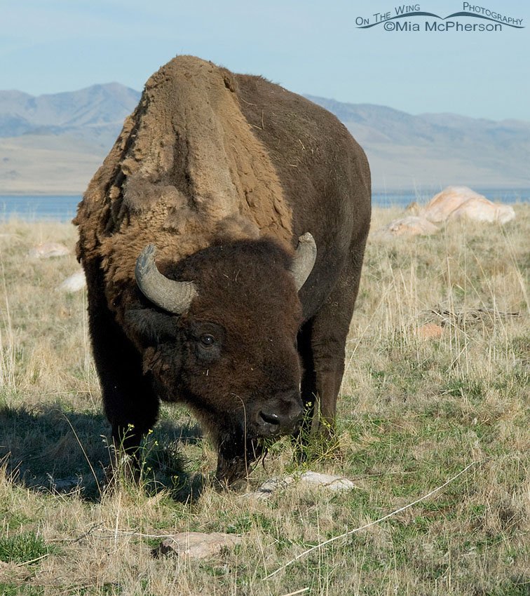 Bison bull grazing on the north end of Antelope Island, Antelope Island State Park, Davis County, Utah