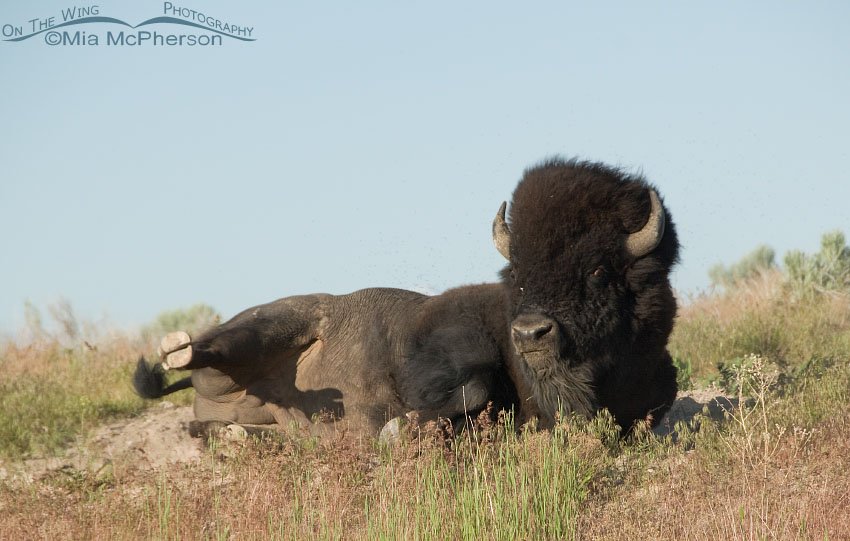 Bison bull near the end of his dust bath, Antelope Island State Park, Davis County, Utah