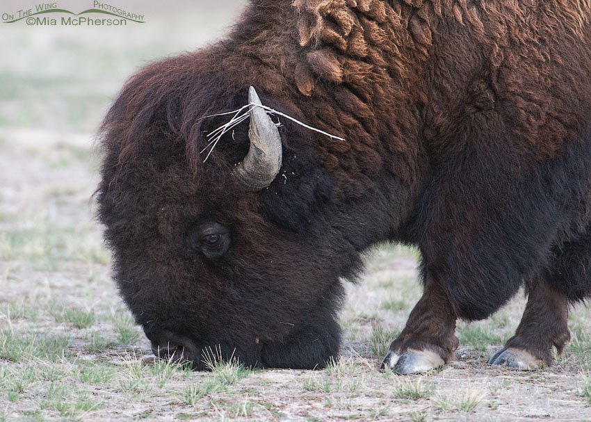 Close up of a an American Bison, Antelope Island State Park, Davis County, Utah