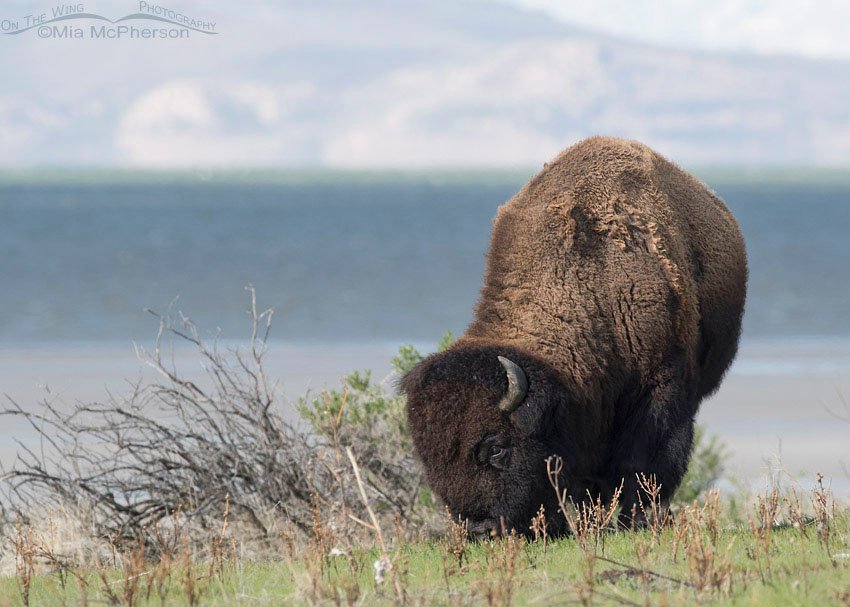 Bison bull grazing on spring grasses, Antelope Island State Park, Davis County, Utah