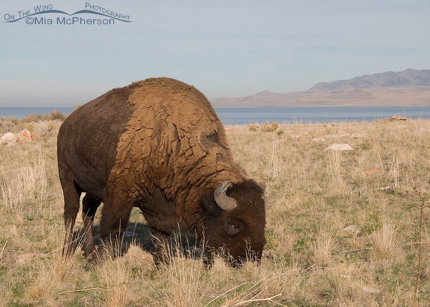 Bison bull with Promontory point in the background, Antelope Island State Park, Davis County, Utah