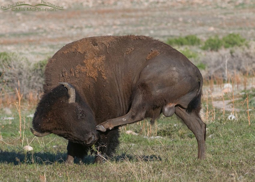 An American Bison bull scratching an itch, Antelope Island State Park, Davis County, Utah