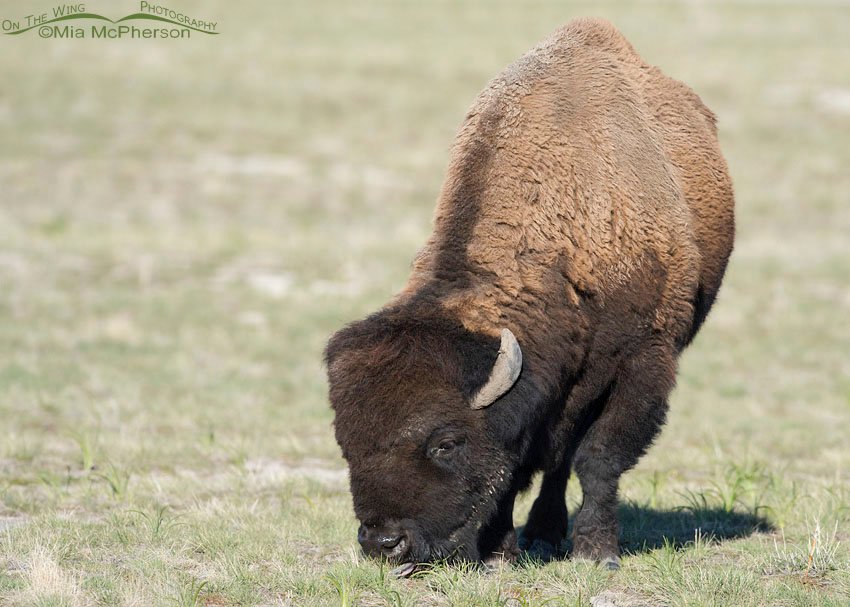 Bison bull showing sun bleached winter coat, Antelope Island State Park, Davis County, Utah