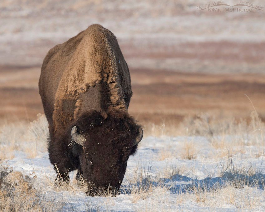 Bison bull grazing on a crisp January morning, Antelope Island State Park, Davis County, Utah