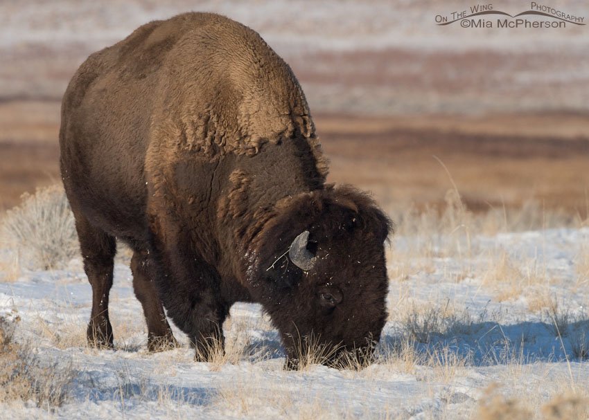 Grazing American Bison on a January day, Antelope Island State Park, Davis County, Utah