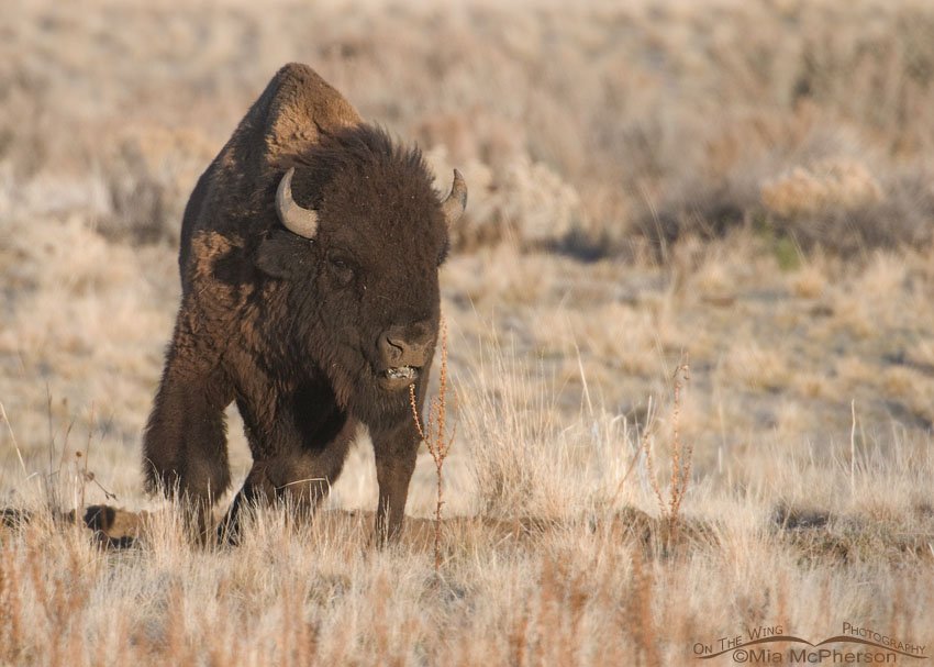 Ticked off American Bison bull, Antelope Island State Park, Davis County, Utah