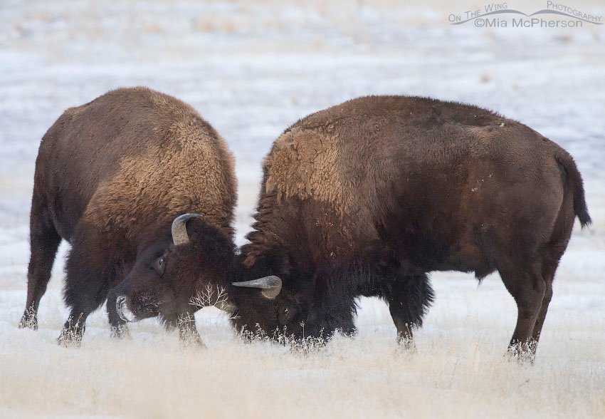 American Bison bulls fighting in the snow, Antelope Island State Park, Davis County, Utah