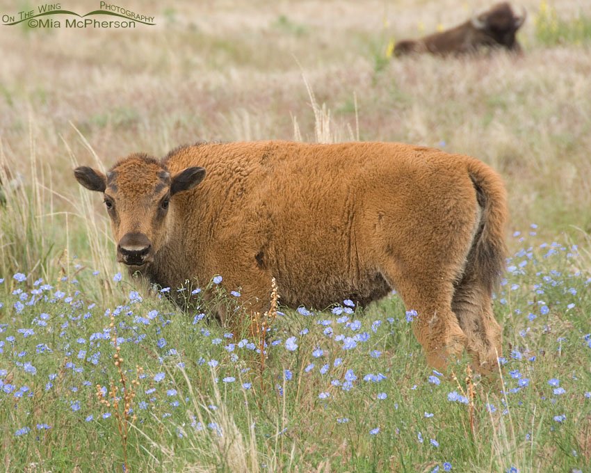 Lewis’s Flax and an American Bison calf, Antelope Island State Park, Davis County, Utah