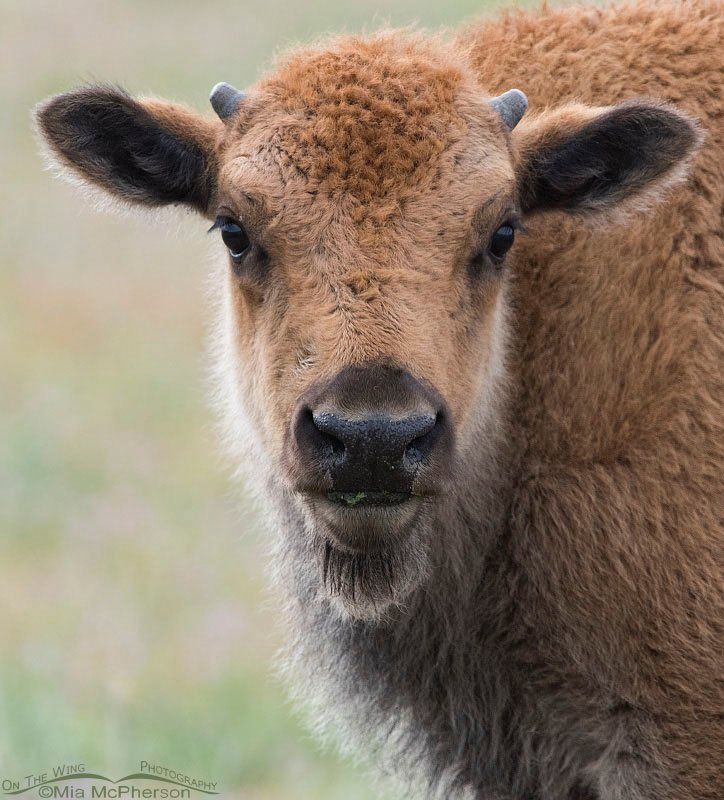 American Bison calf in May on Antelope Island State Park, Utah