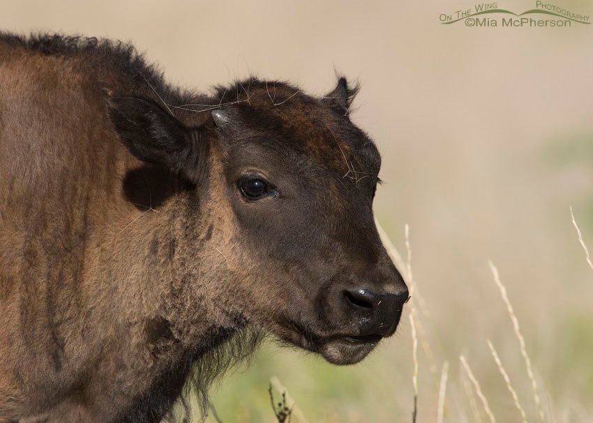 An American Bison calf in July, Antelope Island State Park, Davis County, Utah