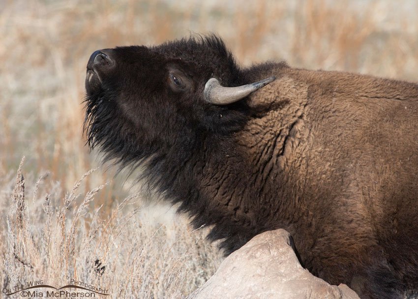 American Bison cow scratching her neck, Antelope Island State Park, Davis County, Utah
