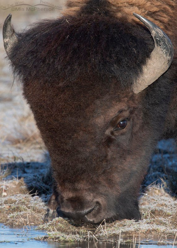 American Bison bull drinking water under ice, Antelope Island State Park, Davis County, Utah