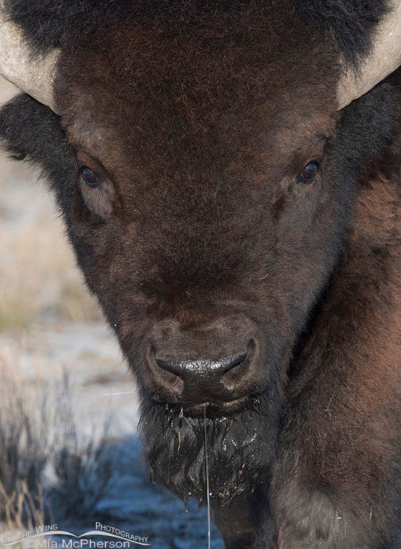 American Bison bull close up while drinking water, Antelope Island State Park, Davis County, Utah