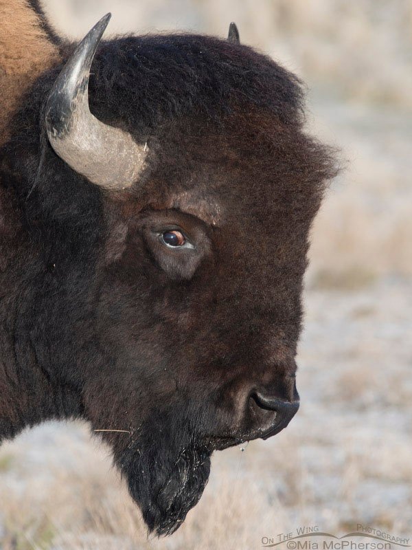 Crazy-eyed bison bull, Antelope Island State Park, Davis County, Utah