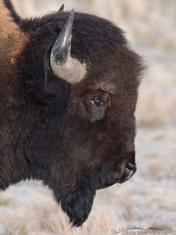 Bison bull headshot during winter, Antelope Island State Park, Davis County, Utah