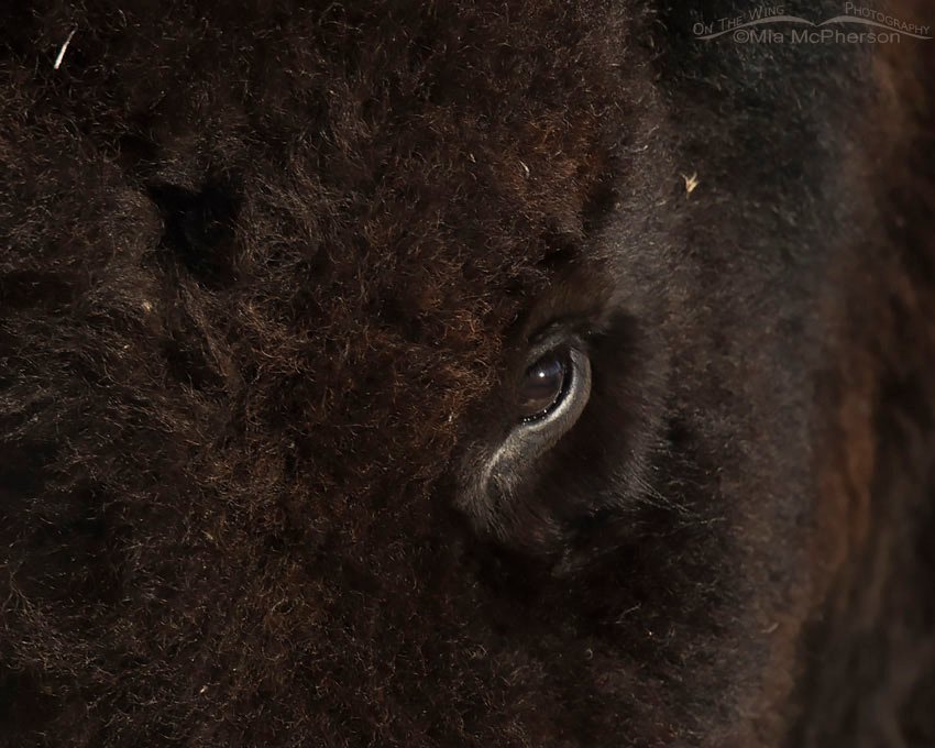 American Bison eye. an extreme close up of an American's Bison's eye, Antelope Island State Park, Davis County, Utah