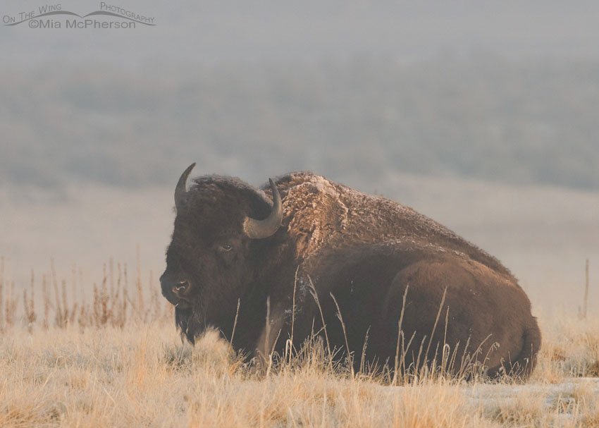 American Bison bull in a morning fog on Antelope Island State Park, Utah