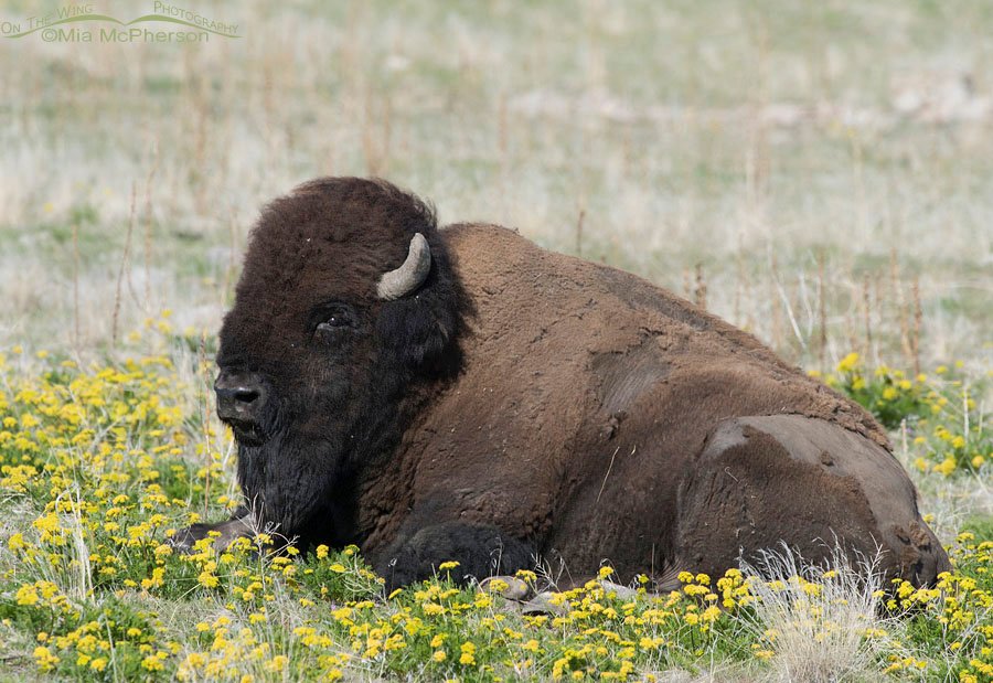 American Bison bull resting in wildflowers on Antelope Island State Park, Davis County, Utah