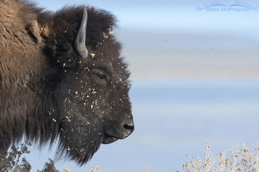 American Bison portrait in front of the Great Salt Lake, Antelope Island State Park, Davis County, Utah