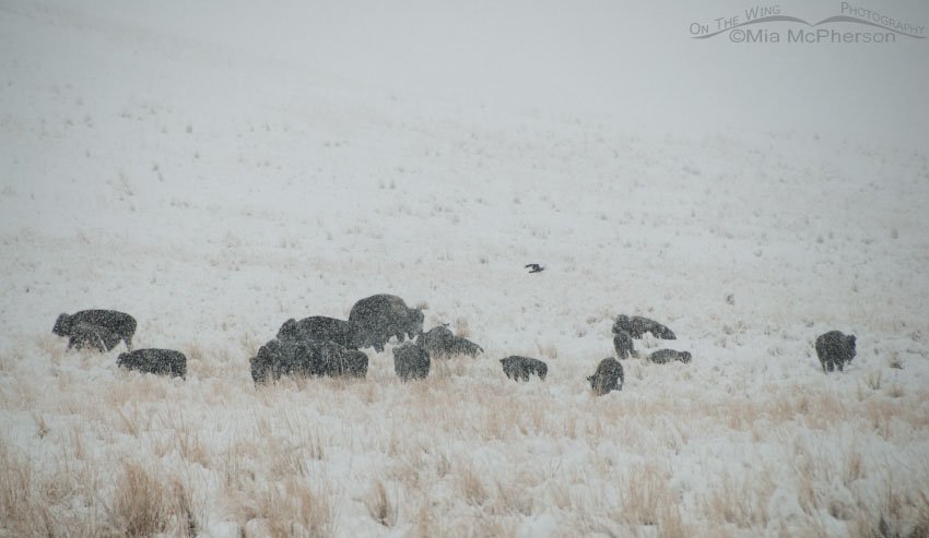 Herd of bison and one raven in a blizzard, Antelope Island State Park, Davis County, Utah