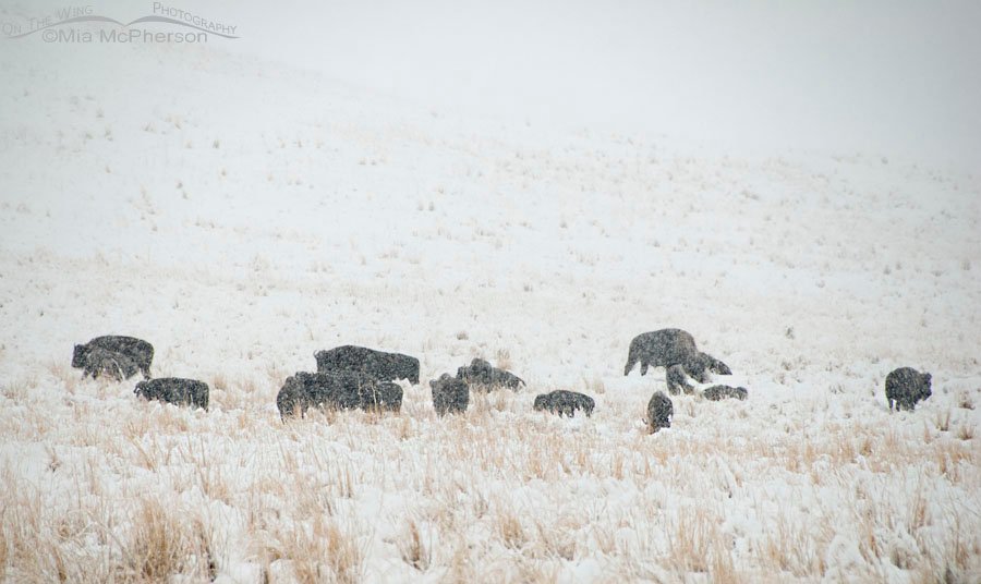 American Bison herd in a November blizzard, Antelope Island State Park, Davis County, Utah