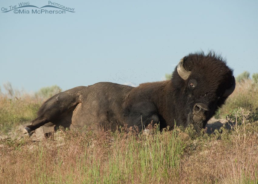 American Bison bull rolling in a dust wallow, Antelope Island State Park, Davis County, Utah