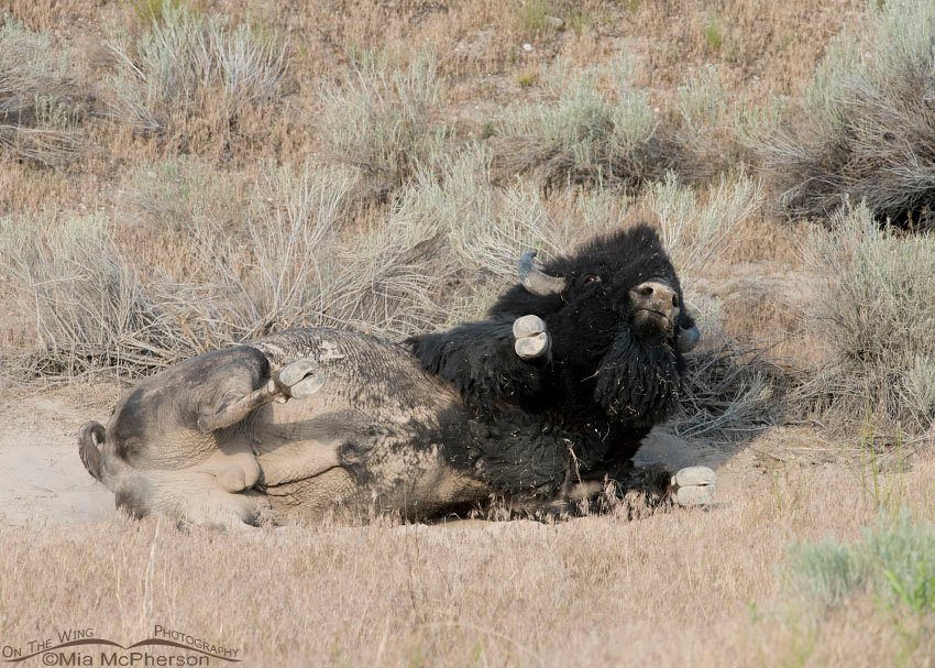 Beginning of a bison dust bath, Antelope Island State Park, Davis County, Utah