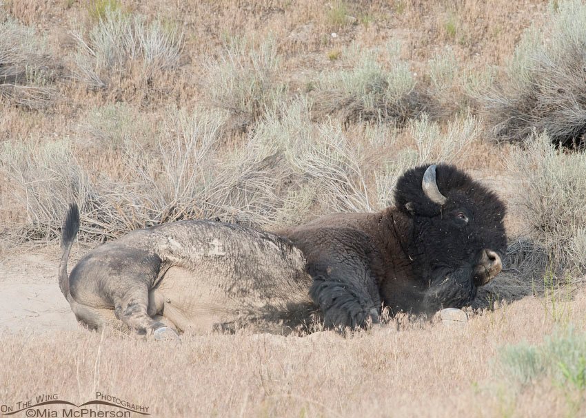 American Bison rolling in the dust, Antelope Island State Park, Davis County, Utah