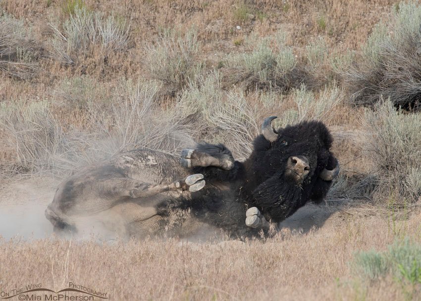 Dusty Bison bull, Antelope Island State Park, Davis County, Utah
