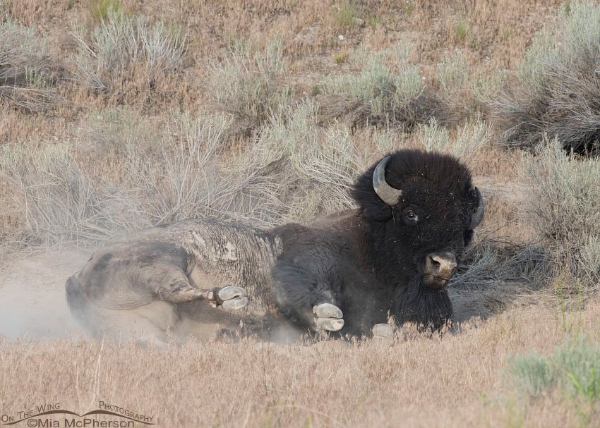 American Bison and a cloud of dust, Antelope Island State Park, Davis County, Utah