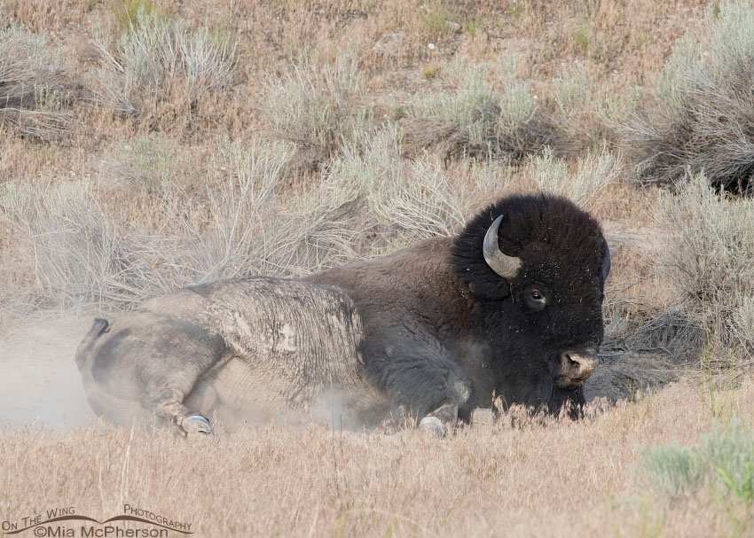 Dust bathing bison bull, Antelope Island State Park, Davis County, Utah