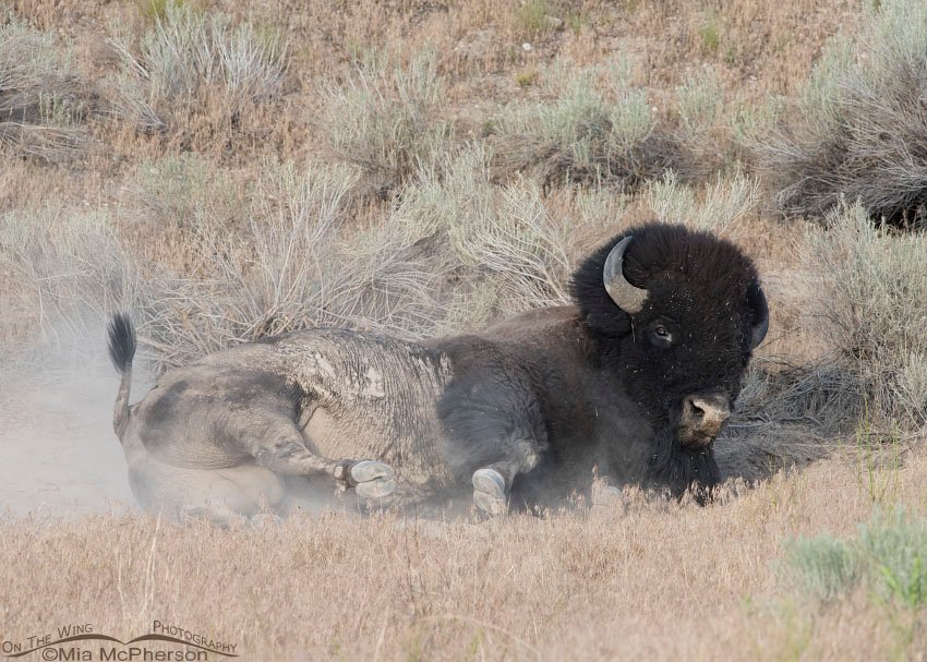 American Bison and dust, Antelope Island State Park, Davis County, Utah