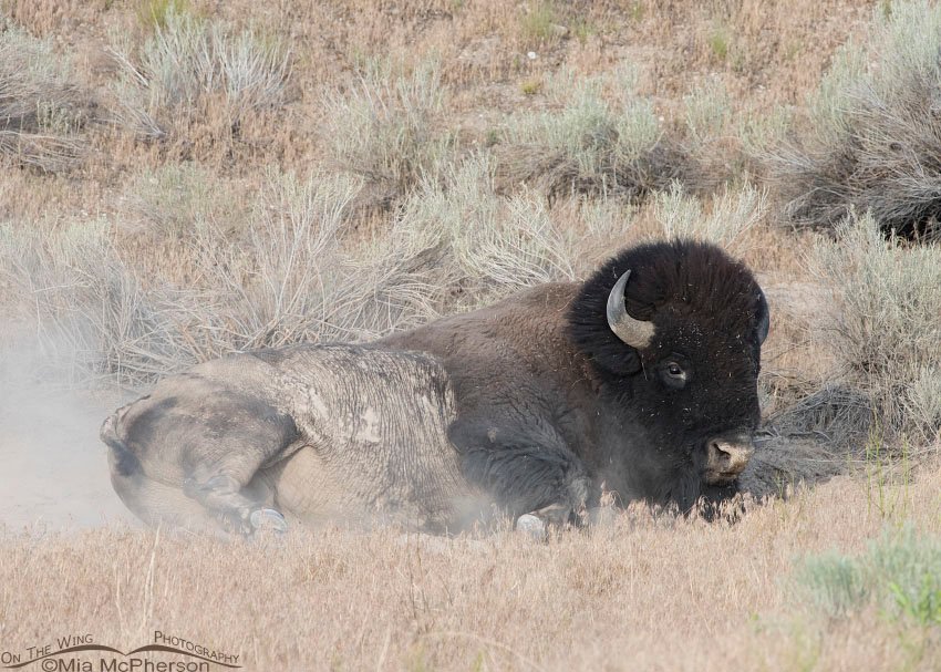 American Bison covered in dust, Antelope Island State Park, Davis County, Utah