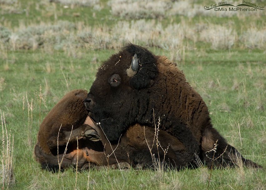 American Bison bull scratching his belly, Antelope Island State Park, Davis County, Utah