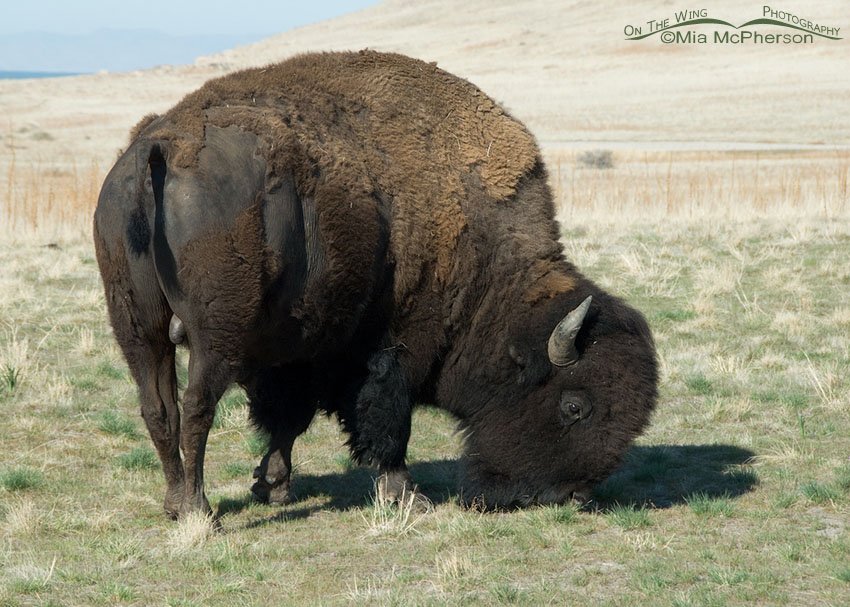 Shedding Bison bull grazing near White Rock Bay, Antelope Island State Park, Davis County, Utah
