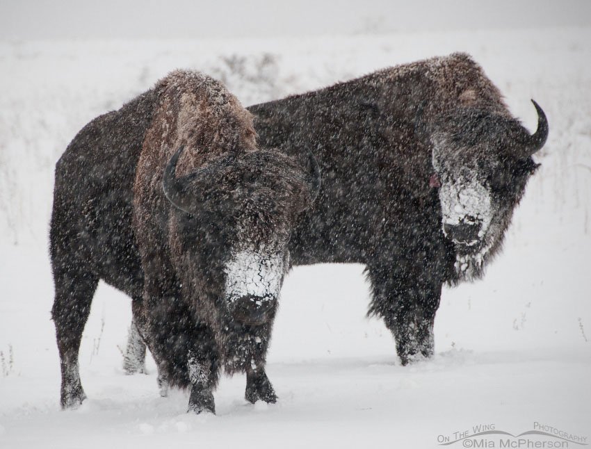 Two American Bison and blowing snow, Antelope Island State Park, Davis County, Utah
