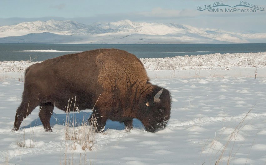 An American Bison grazing through the snow, Antelope Island State Park, Davis County, Utah