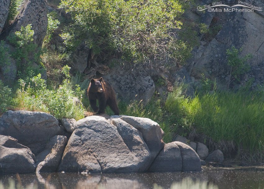 American Black Bear along the Big Hole River, Deer Lodge County, Montana