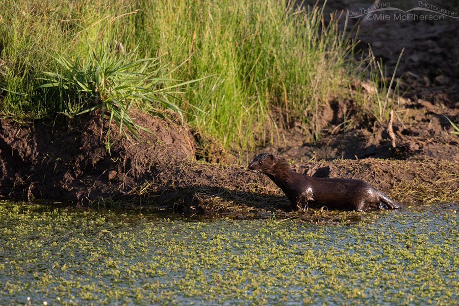 Wet American Mink on the edge of a creek, Wasatch Mountains, Summit County, Utah