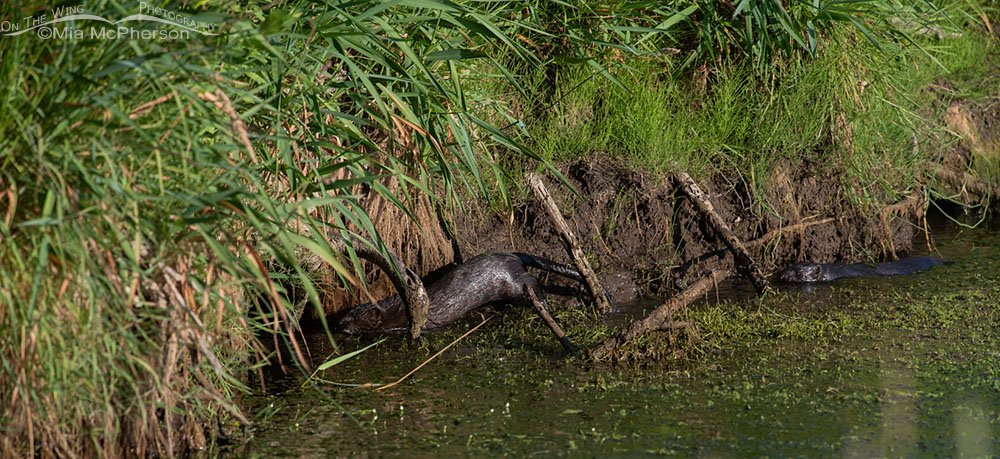 Two American Minks at the edge of a creek bank, Wasatch Mountains, Summit County, Utah