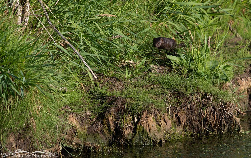 Running American Mink, Wasatch Mountains, Summit County, Utah
