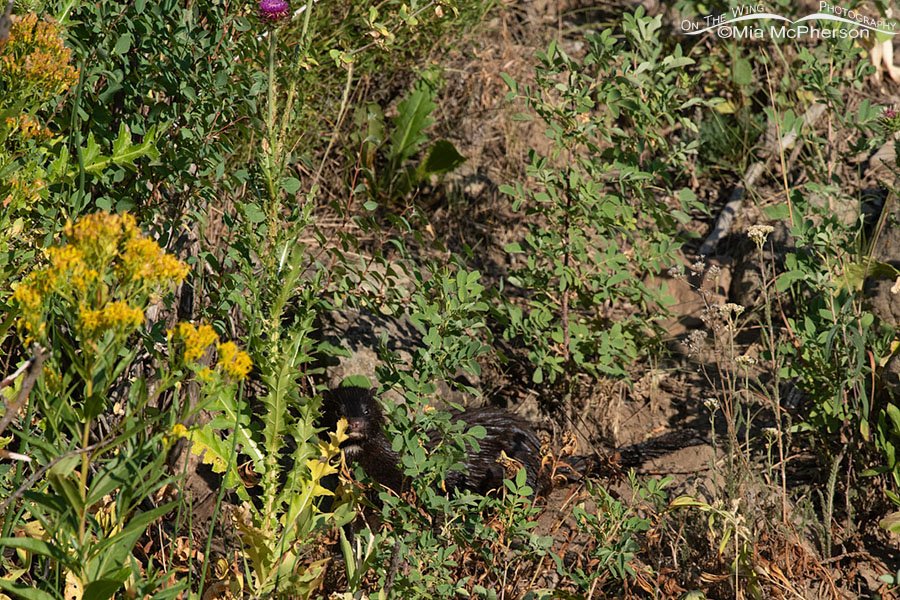 Nearly hidden American Mink, Wasatch Mountains, Summit County, Utah